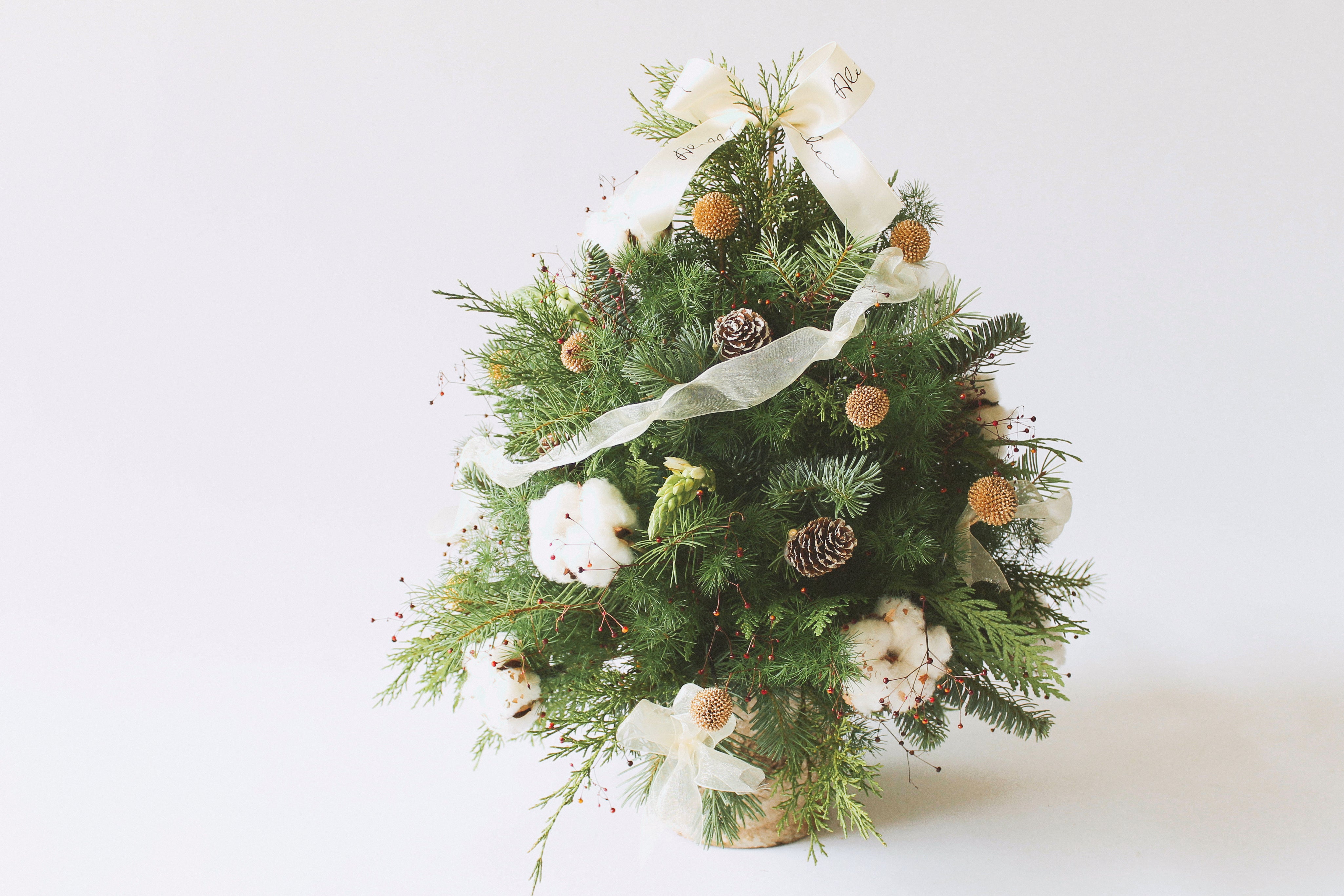 Fresh Christmas Tree 新鲜圣诞树