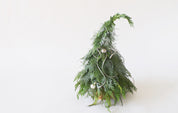 Fresh Christmas Tree 新鲜圣诞树