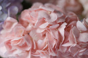 Hydrangea Vase - Mother's Day 2023