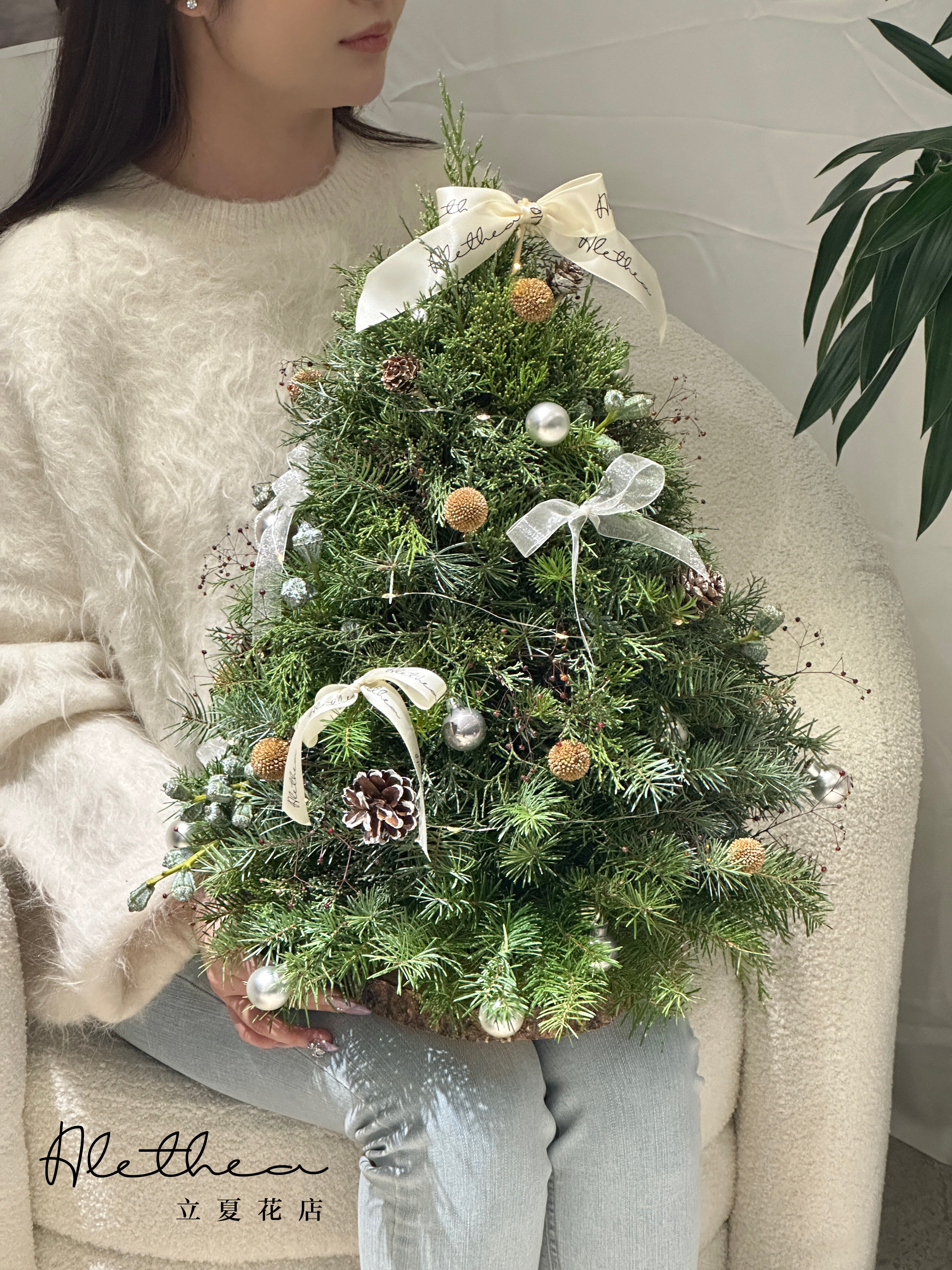 Fresh Christmas Tree 新鲜圣诞树