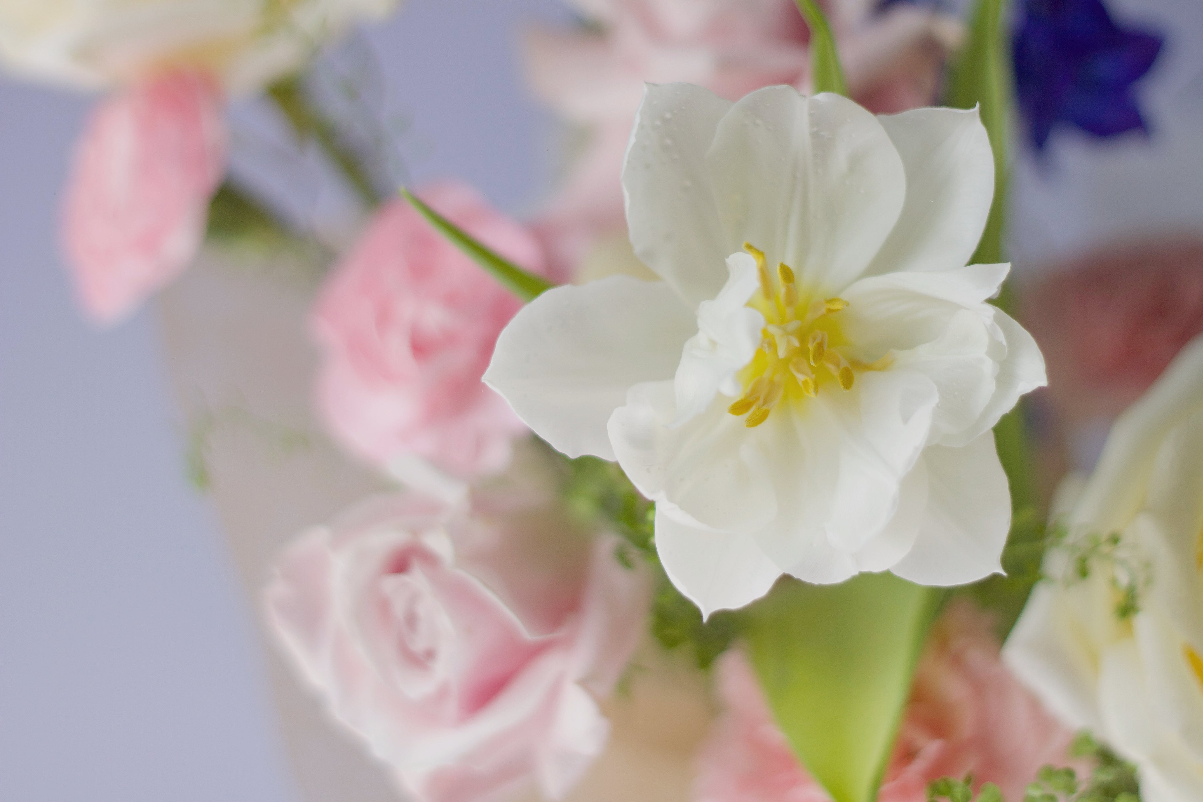 Clement Pink Arrangement - Mother's Day 2023