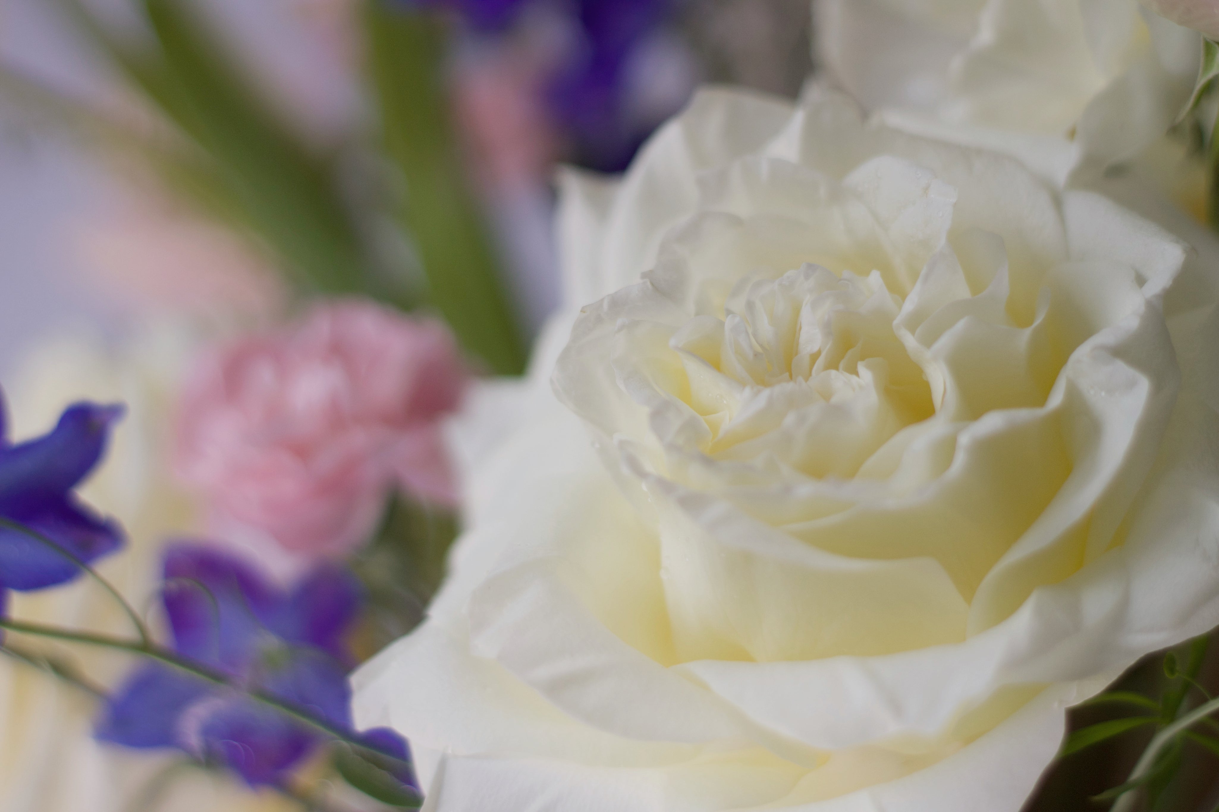 Clement Pink Vase - Mother's Day 2023