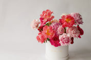 Paeonia Red Grace - Mother's Day 2023