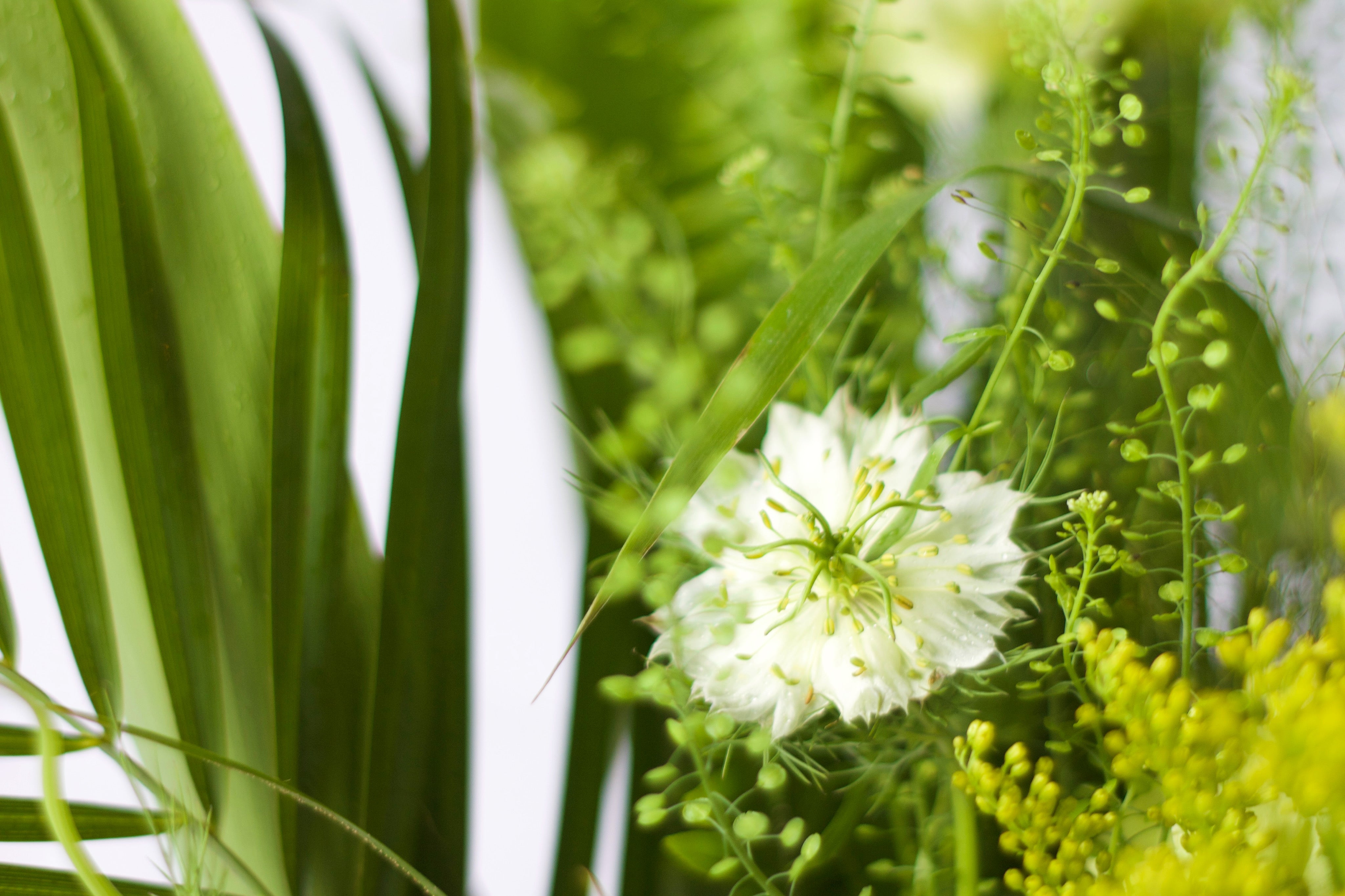 蒲叶驱邪鲜花摆件  Exorcism Flower Arrangement