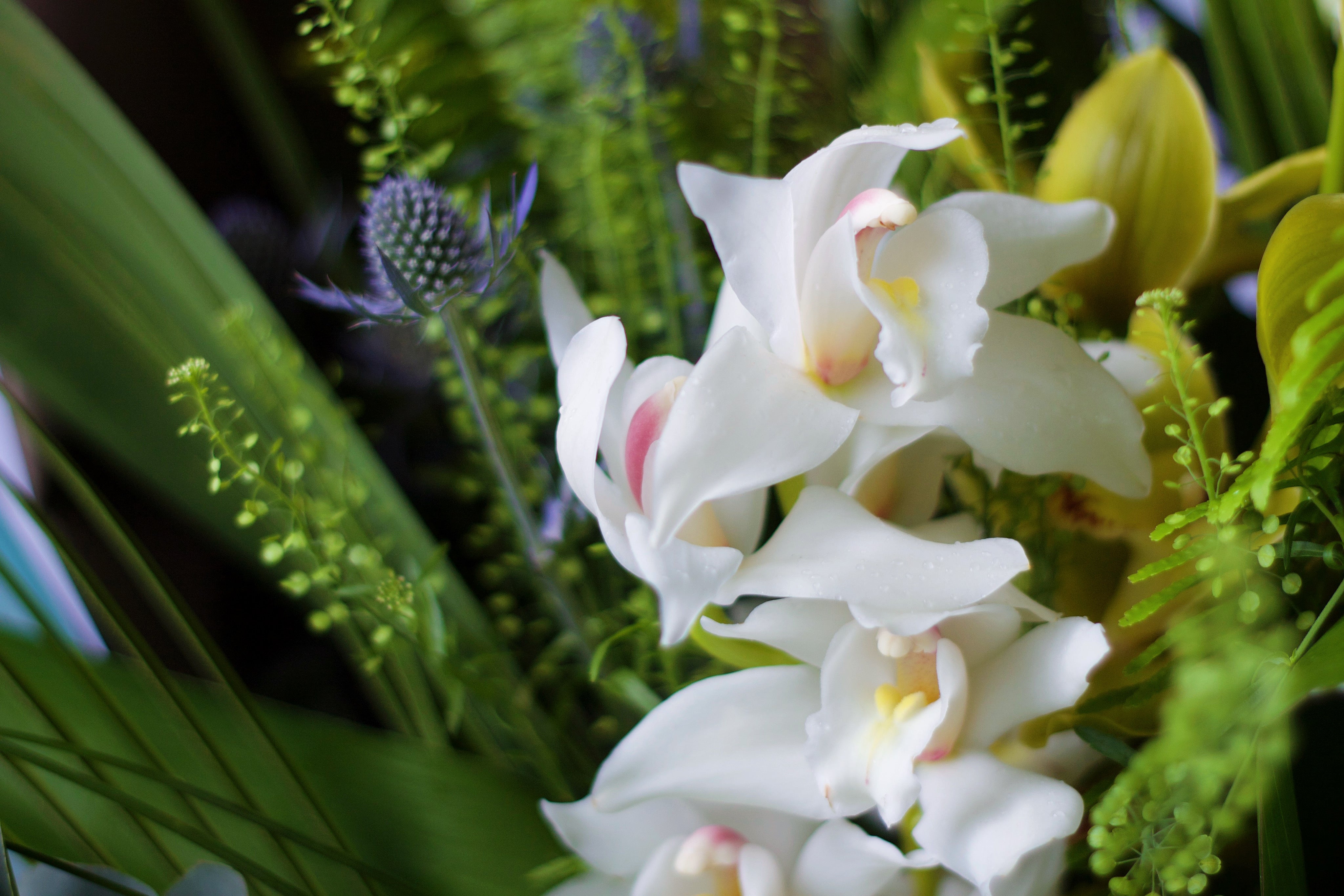 松香蕙兰福禄大花束 Cymbidium Happiness and Rich Bouquet