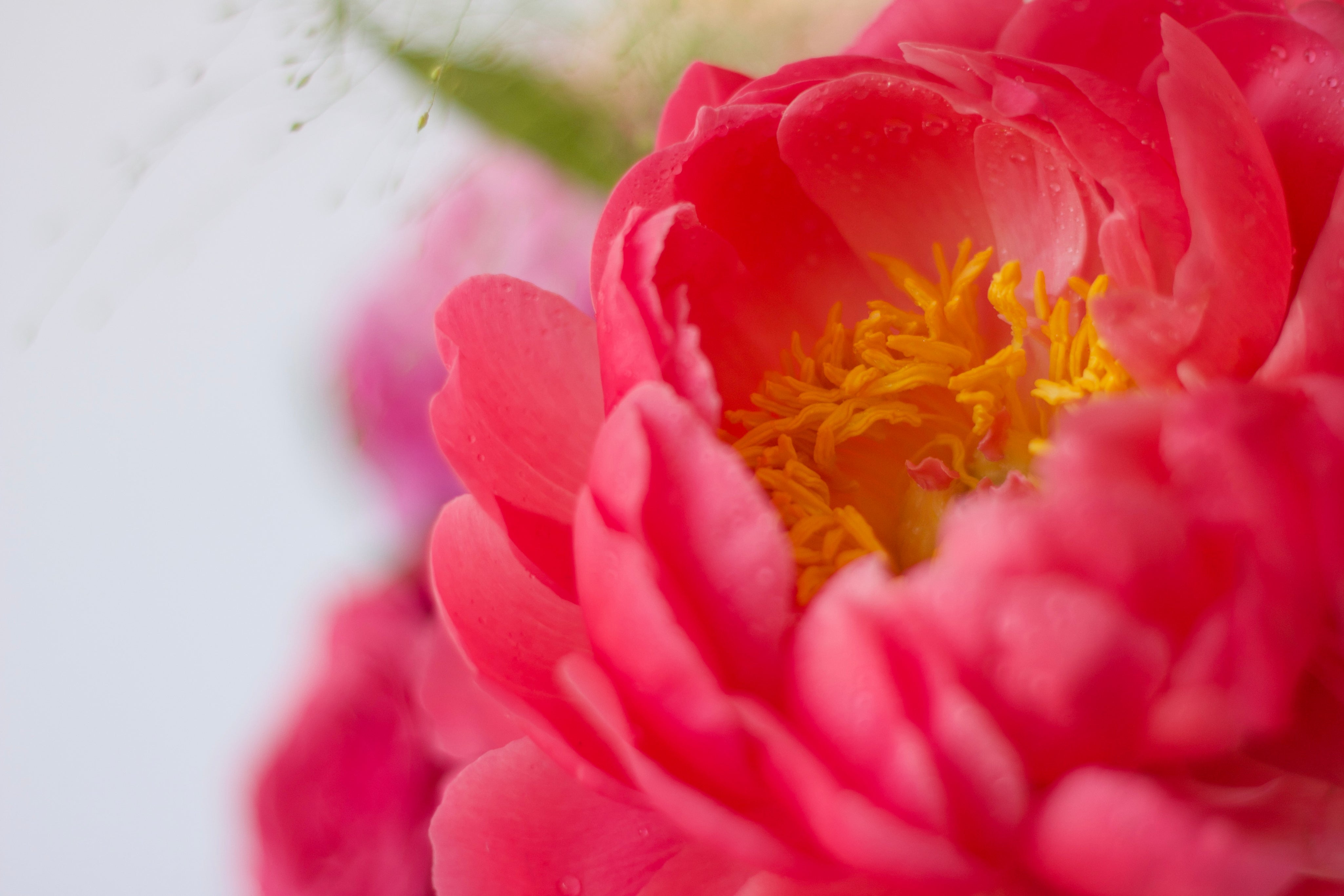 Paeonia Red Grace - Mother's Day 2023