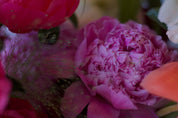 Paeonia Red Grace - Mother's Day 2023