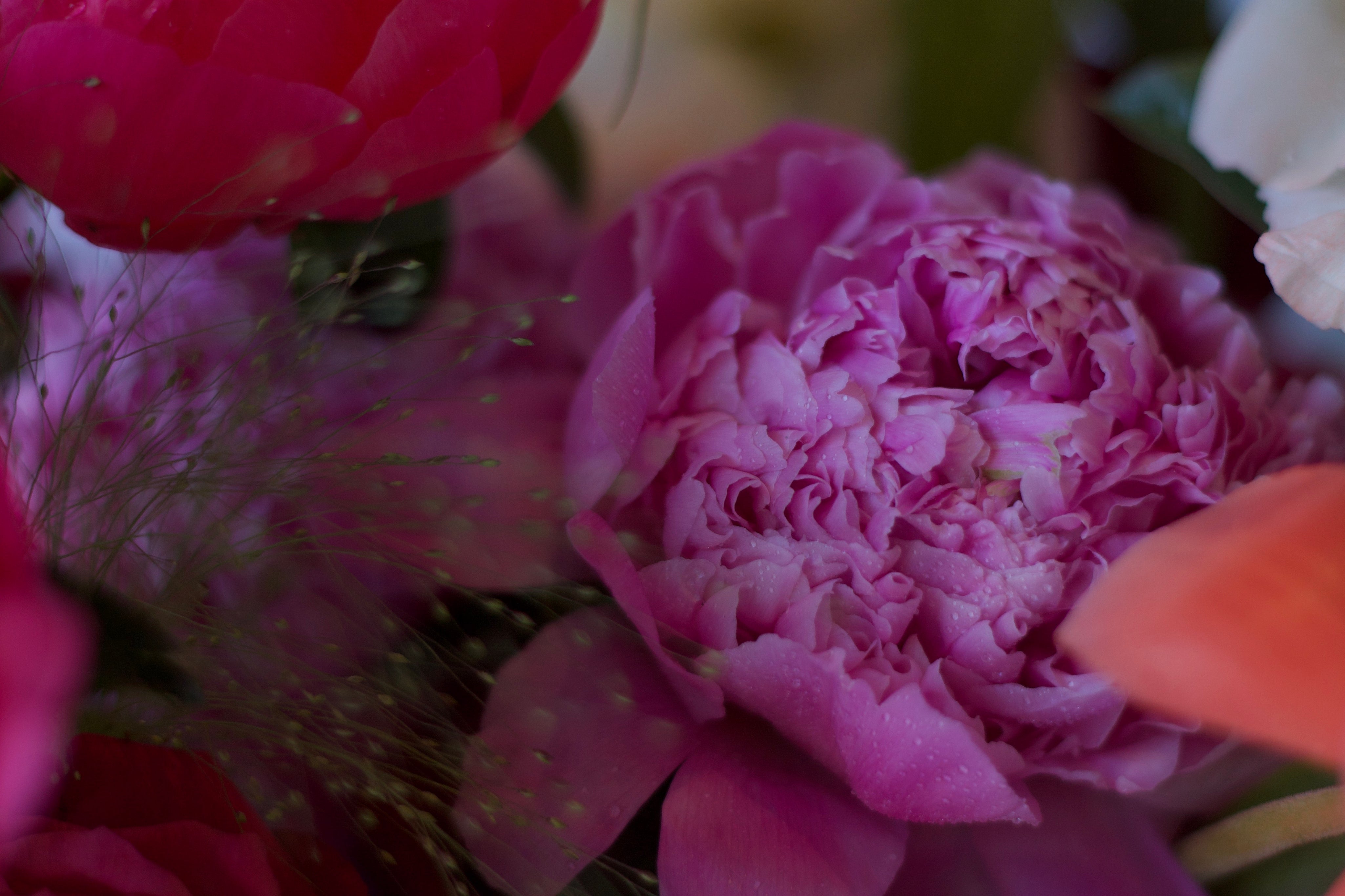 Paeonia Red Grace - Mother's Day 2023