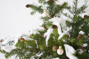 Alethea Vase Arrangement - Christmas Noble Snow