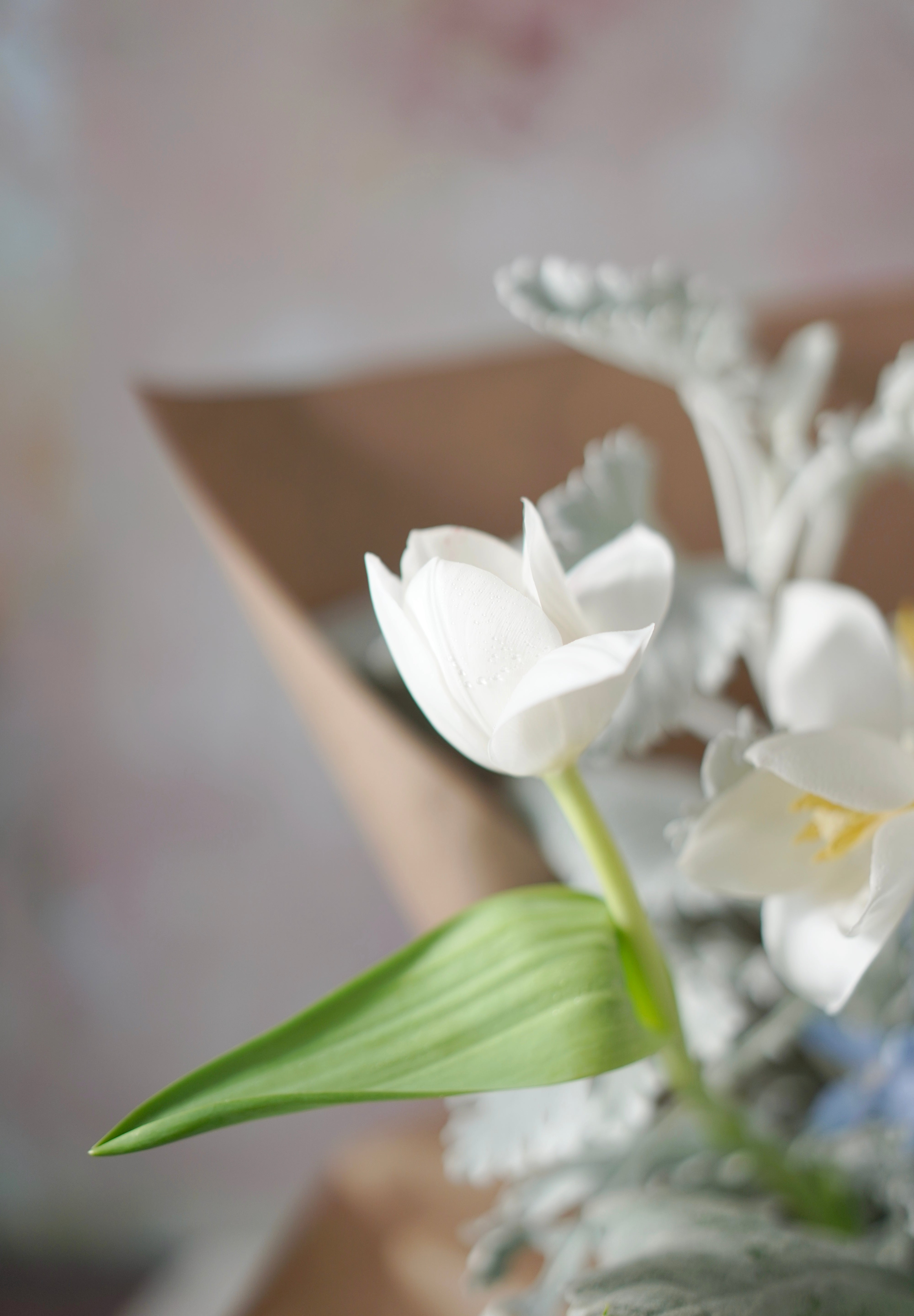 Whispering Grace-2025 Mother’s Day