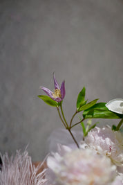 Vernal Blooms 春日花海