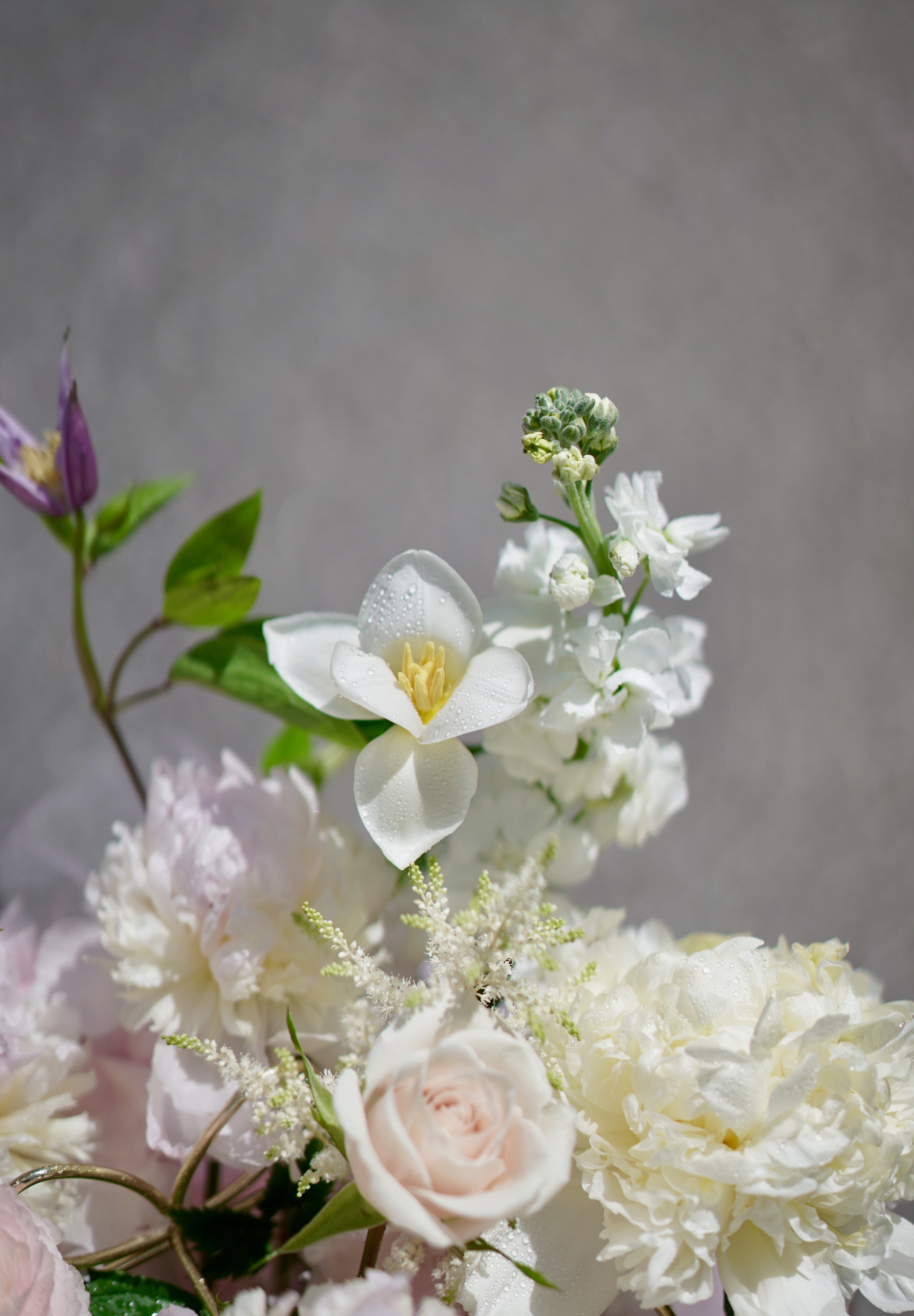 Vernal Blooms 春日花海