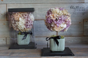Potted Hydrangea - Lavender - Preserved Flower