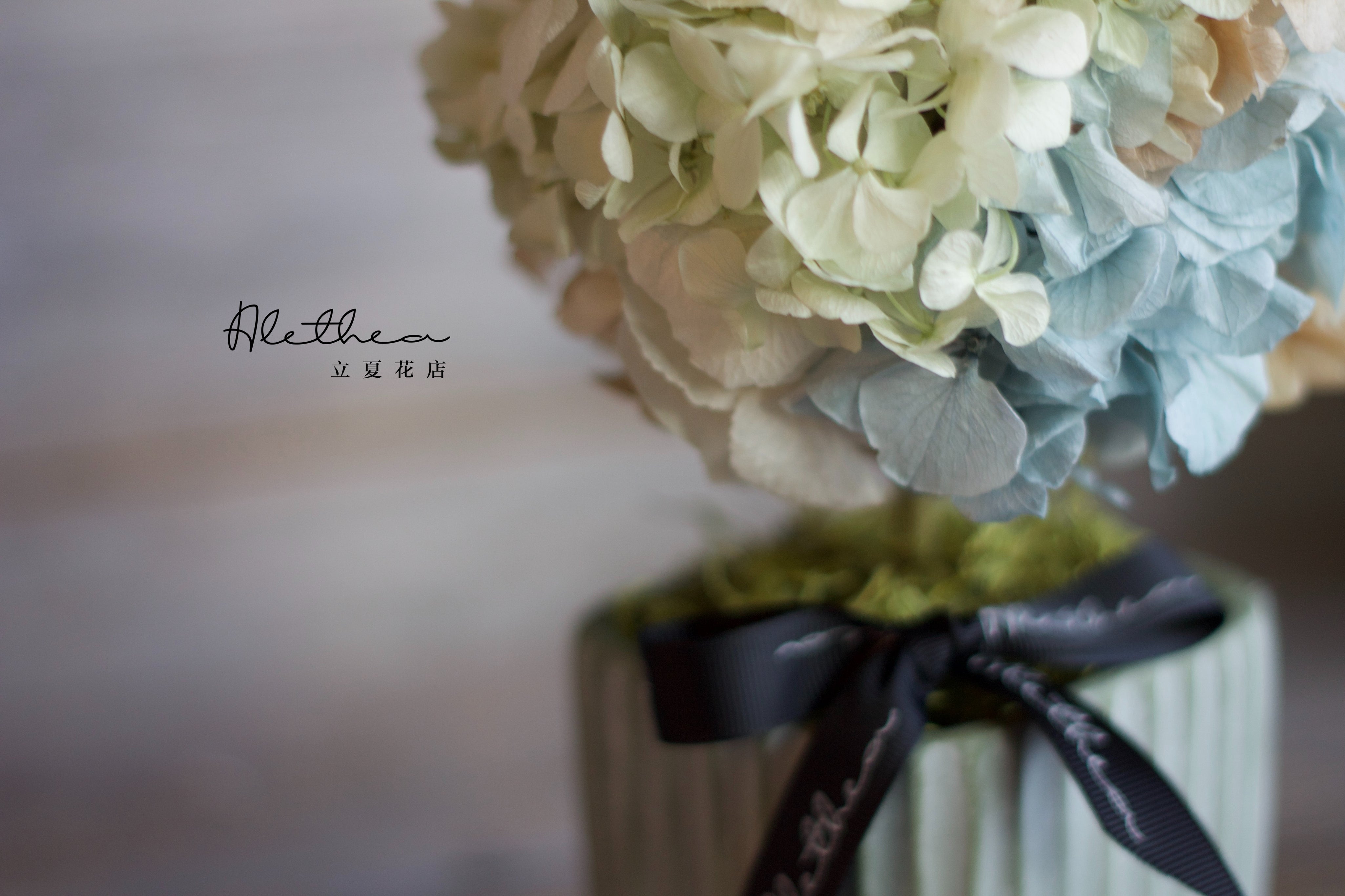 Potted Hydrangea - Baby Blue - Preserved Flower
