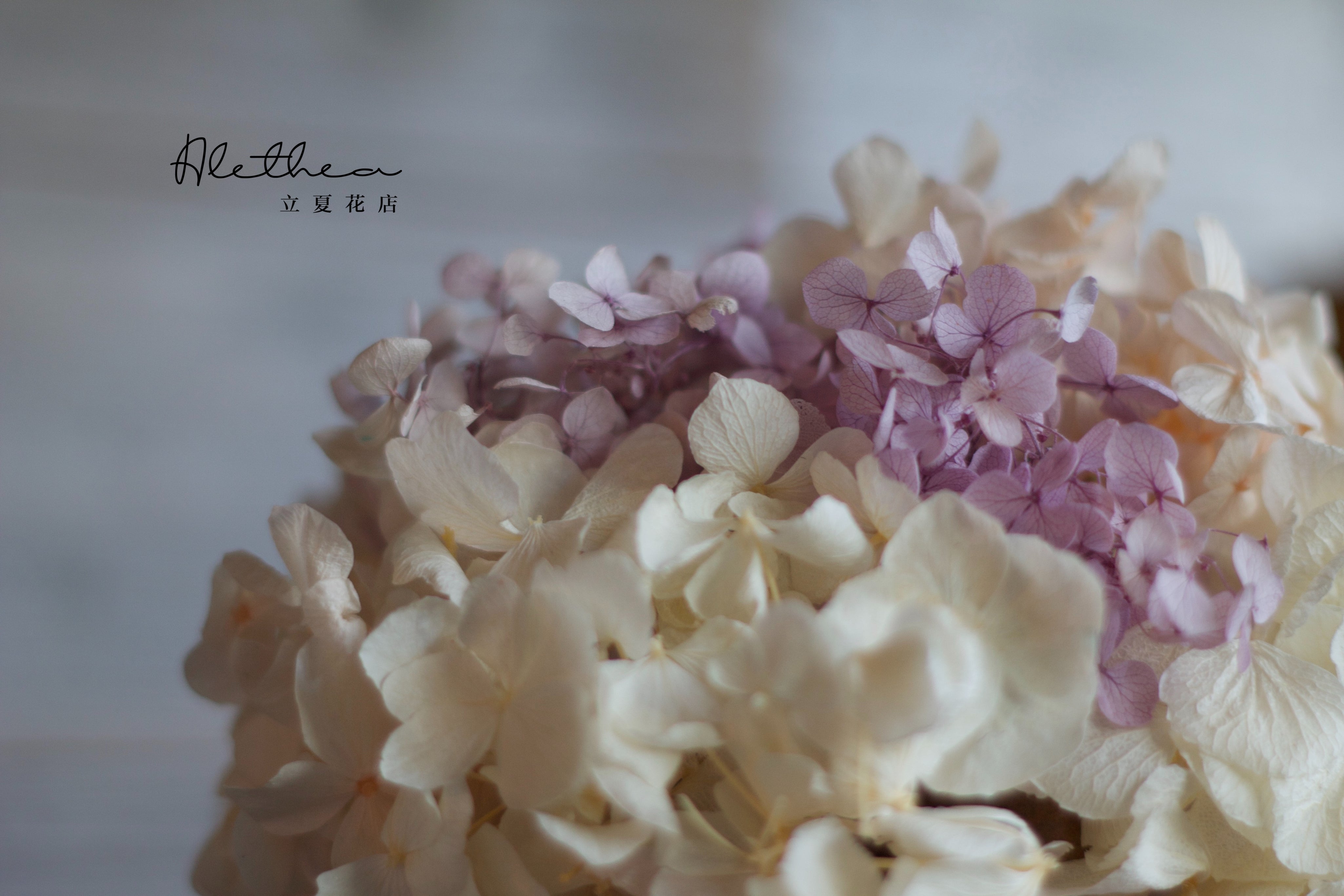 Potted Hydrangea - Lavender - Preserved Flower