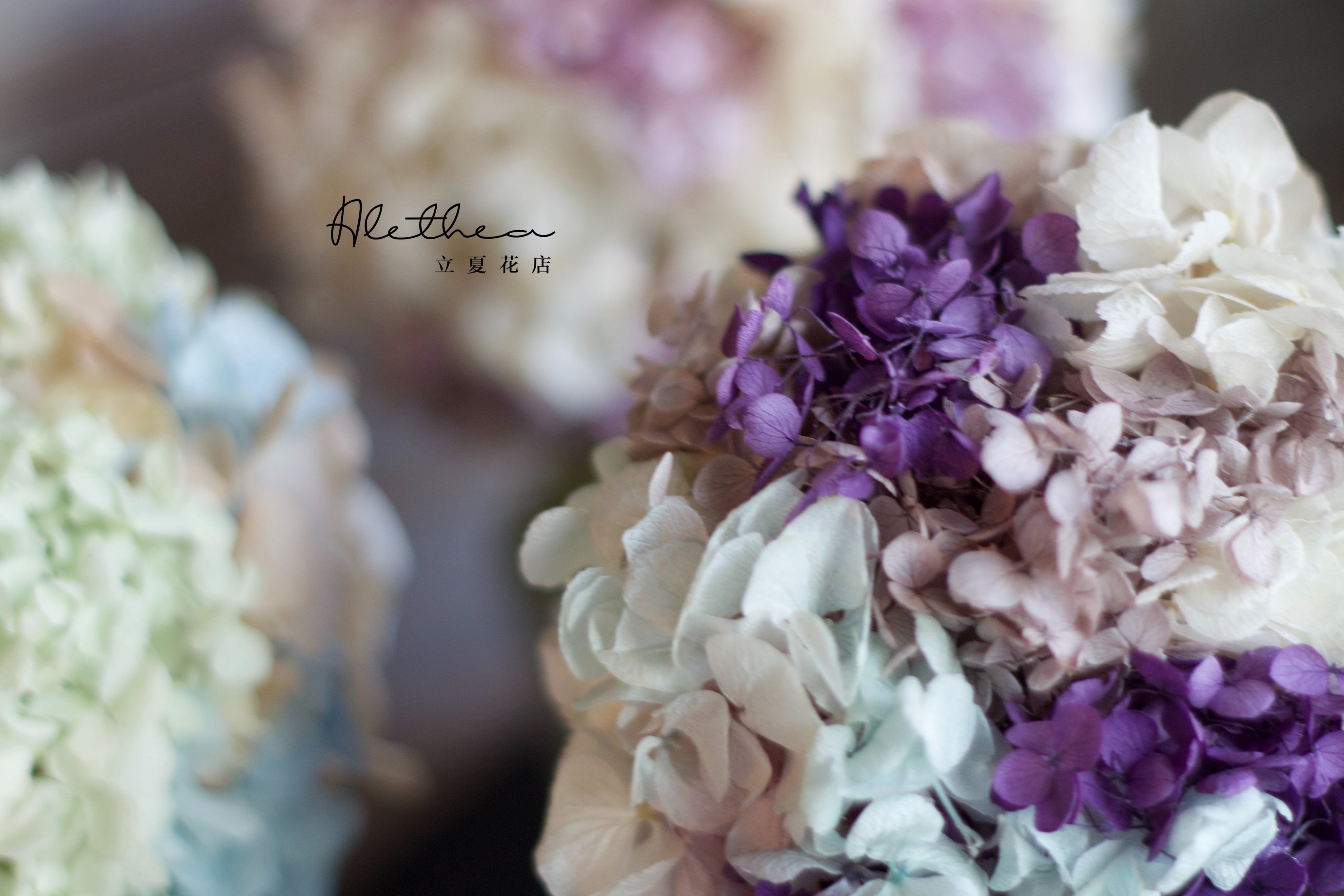 Potted Hydrangea - Purple - Preserved Flower