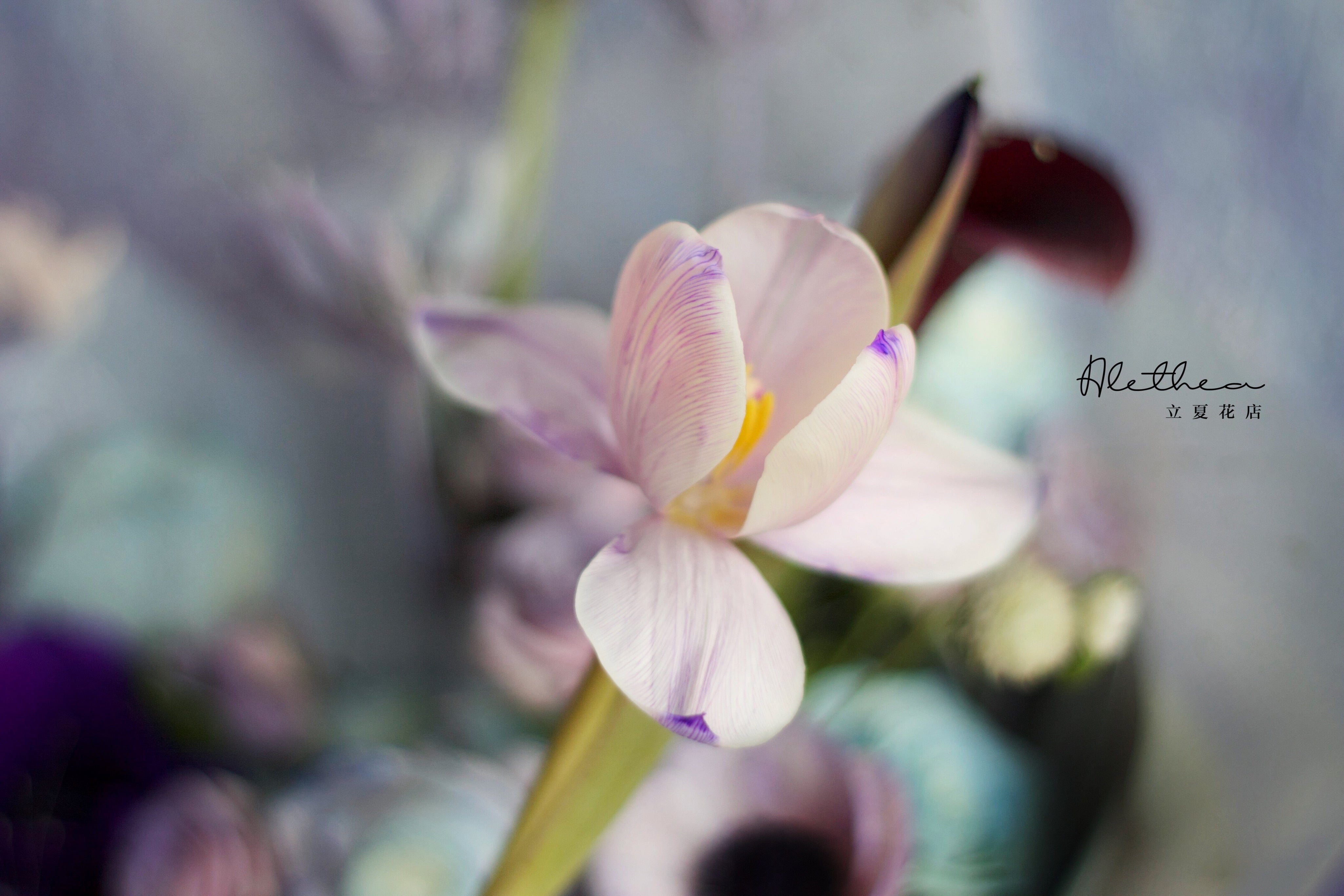 Alethea Libra Urban Bouquet - Zodiac Sign