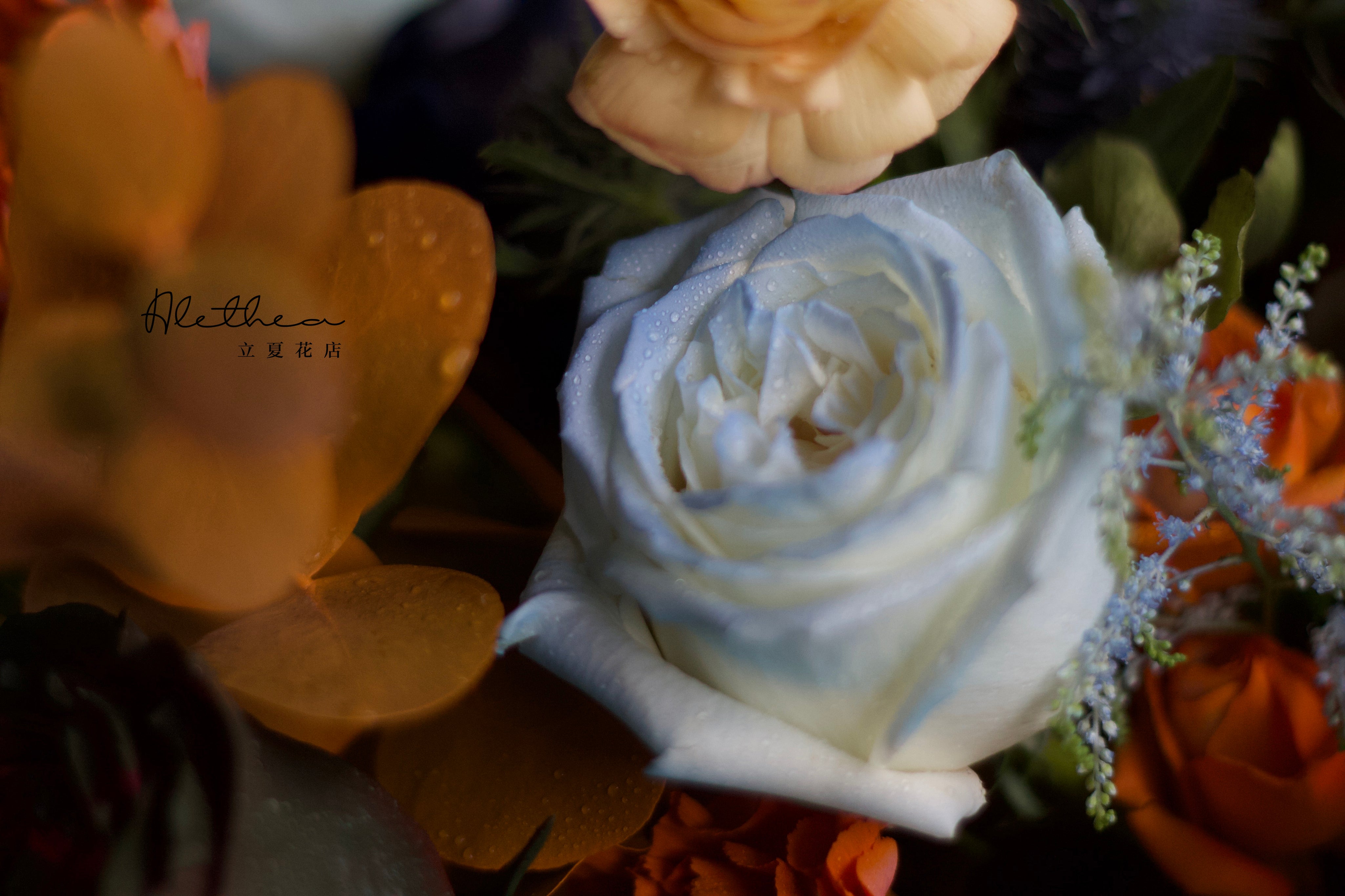 Alethea Taurus Impression - Zodiac Sign