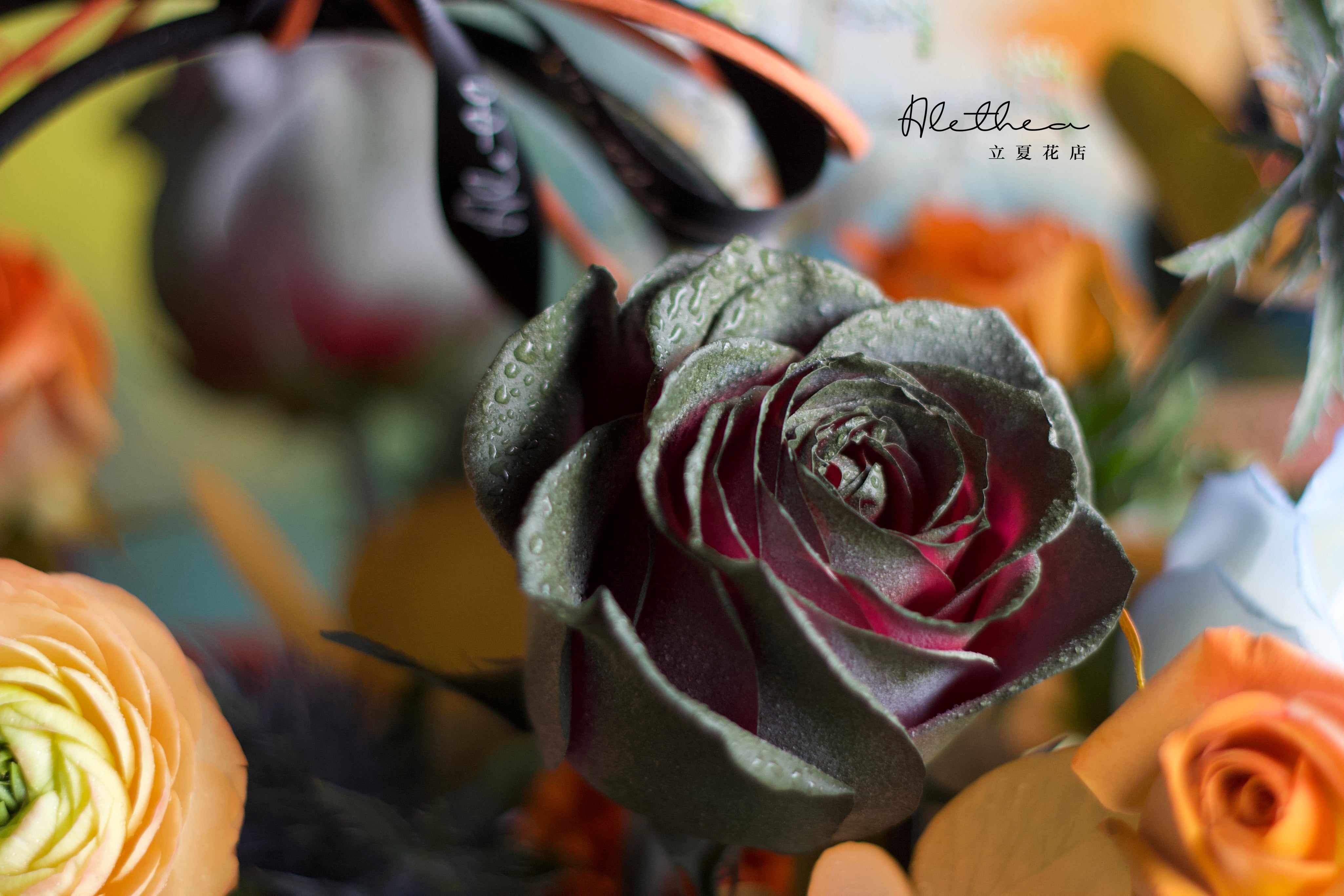 Alethea Taurus Impression - Zodiac Sign