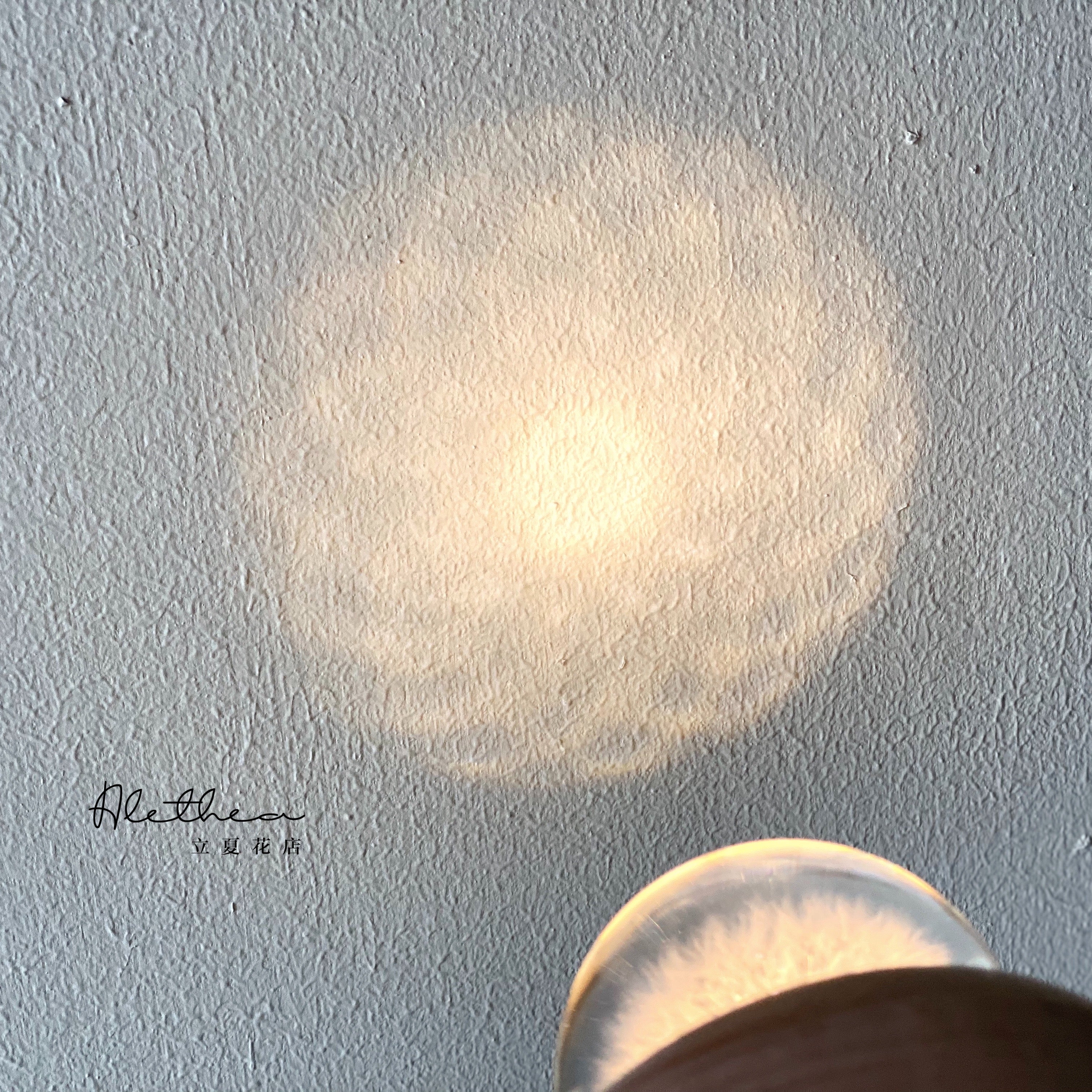 Dandelion Crystal Ball - Preserved Flower