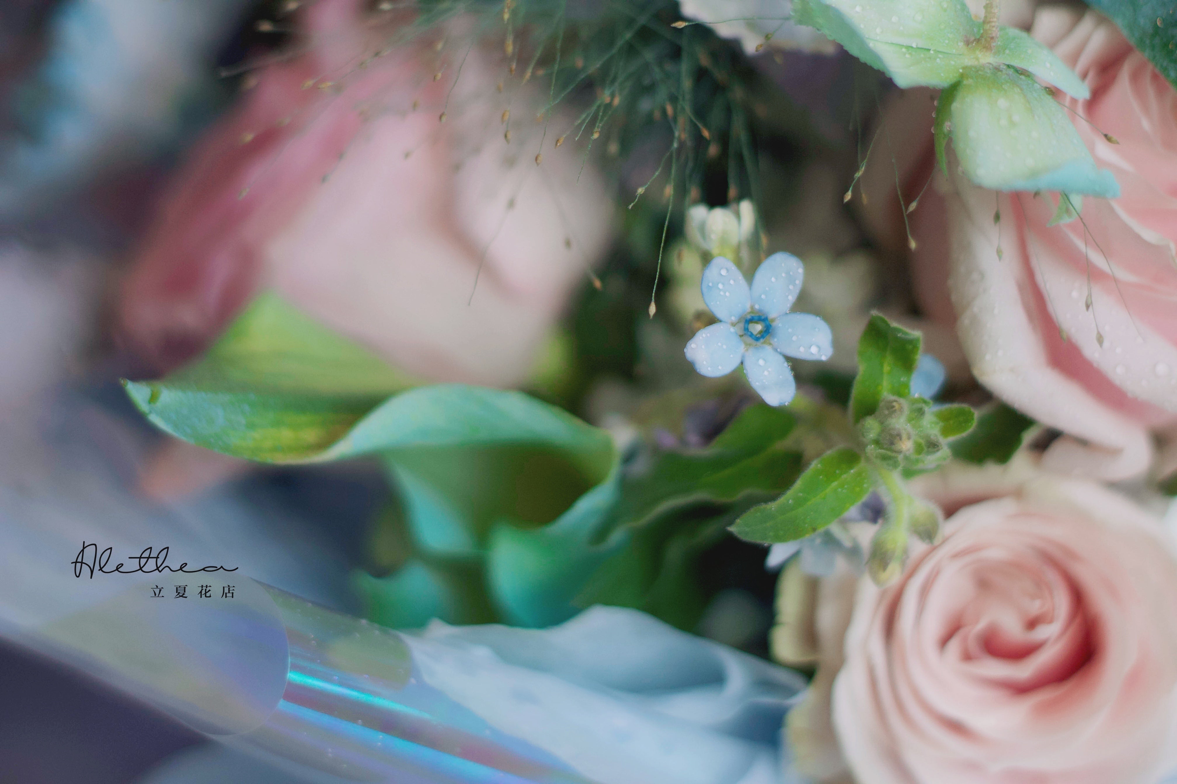 Alethea Pisces Urban Bouquet - Zodiac Sign