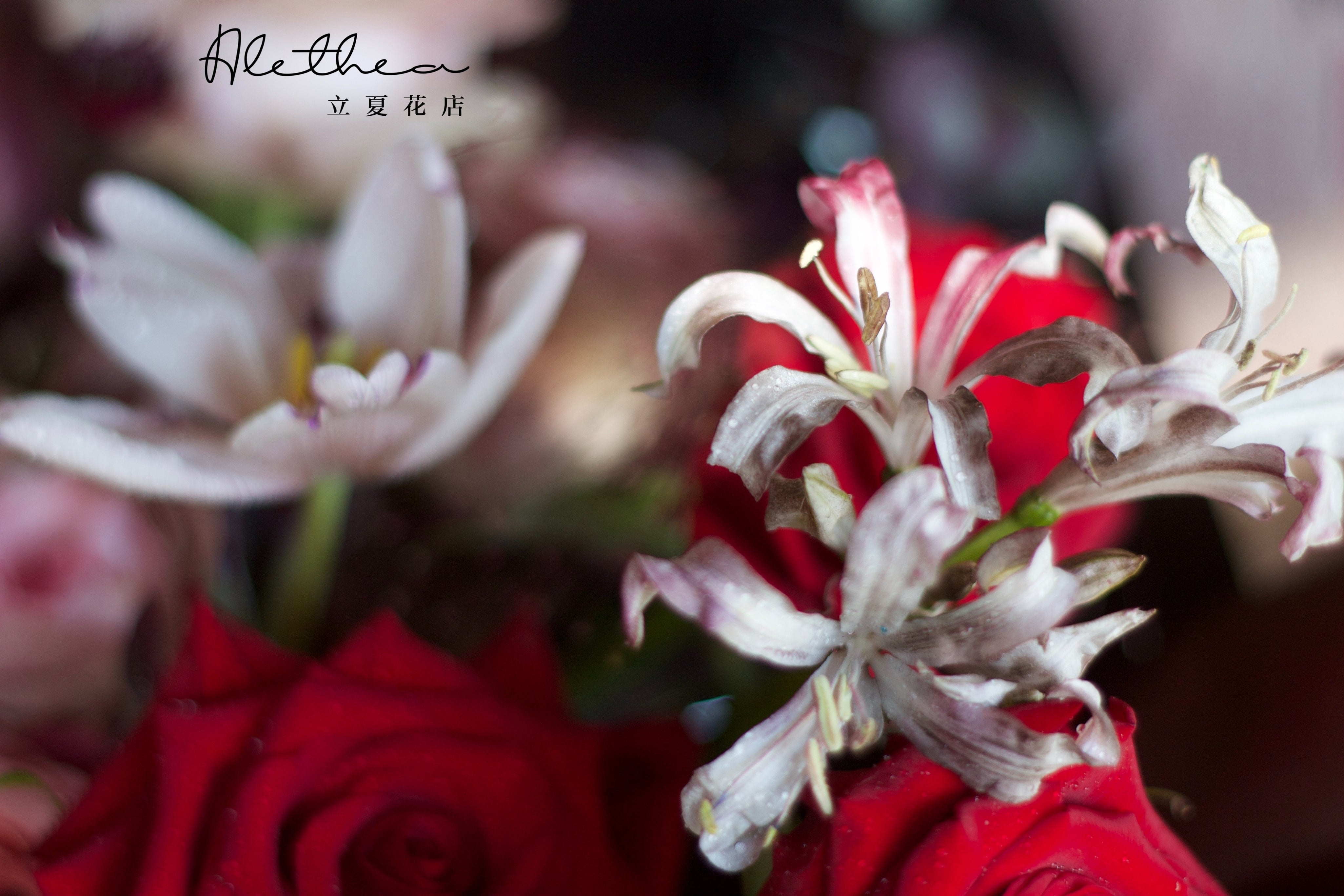 Alethea Scorpio Impression - Zodiac Sign