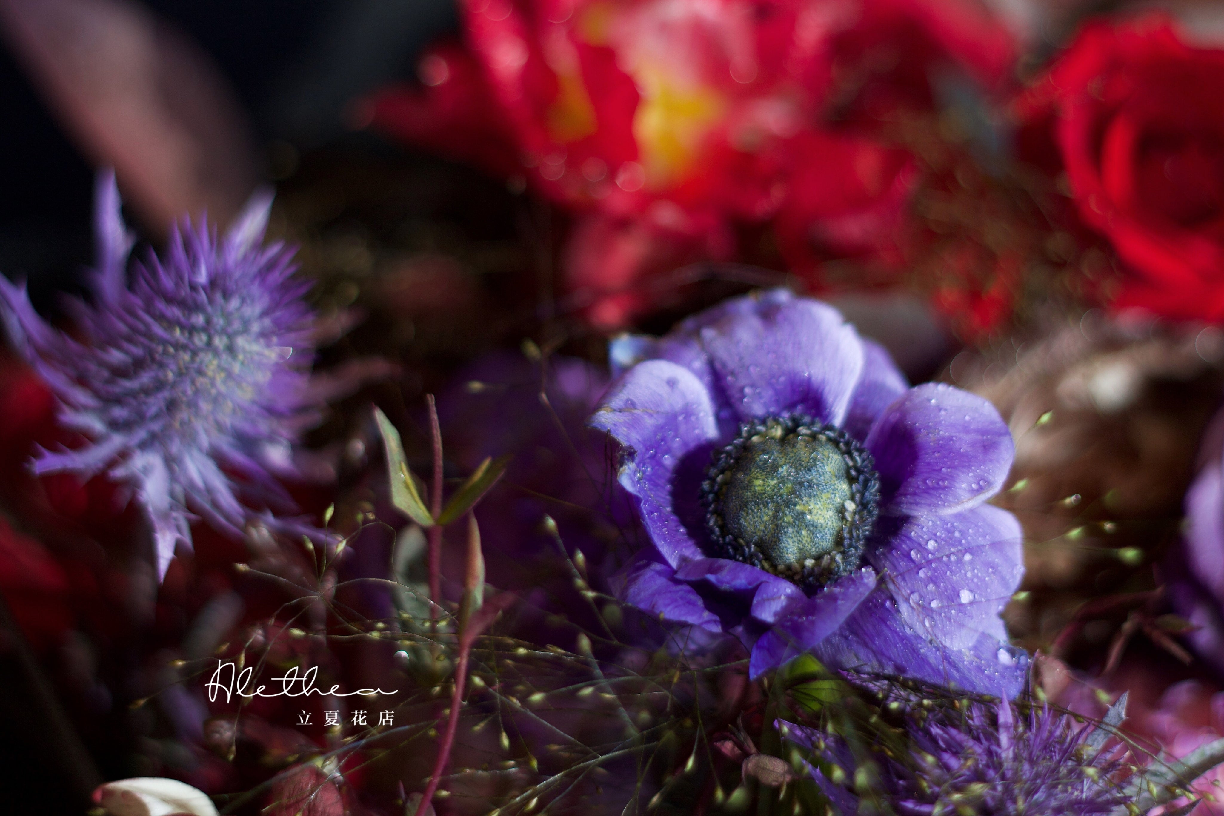 Alethea Sagittarius Impression - Zodiac Sign