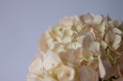 Hydrangea Vase - Mother's Day 2023