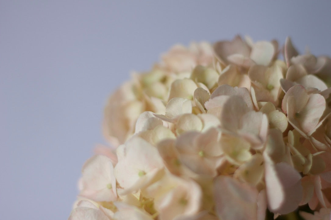 Hydrangea Vase - Mother's Day 2023