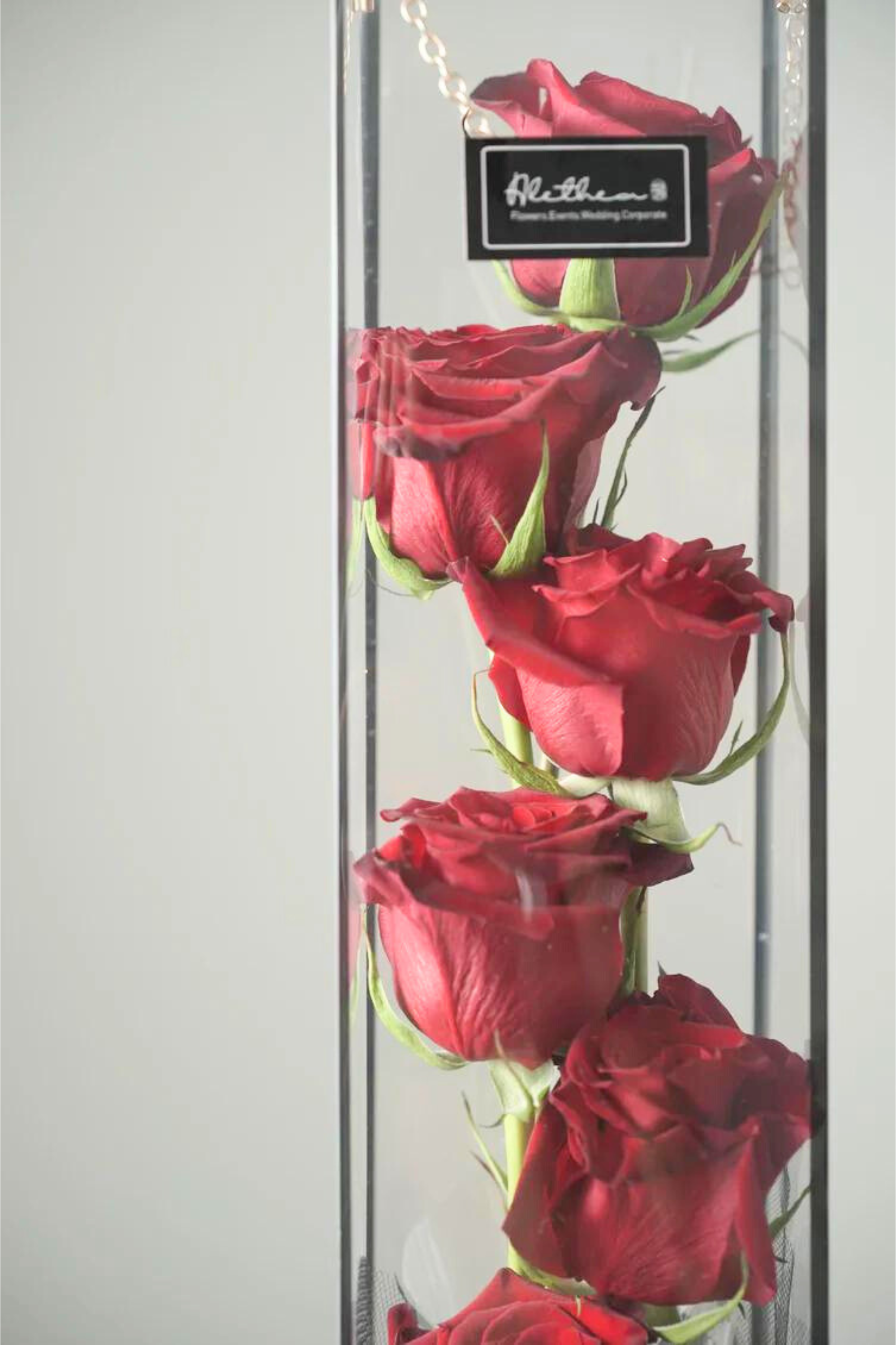 Clear Long Flower Gift Box - Red Rose