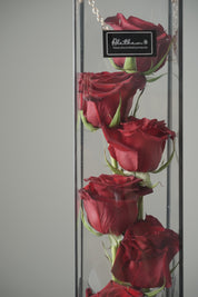 Clear Long Flower Gift Box - Red Rose