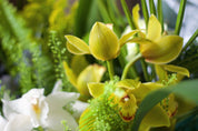 松香蕙兰福禄大花束 Cymbidium Happiness and Rich Bouquet