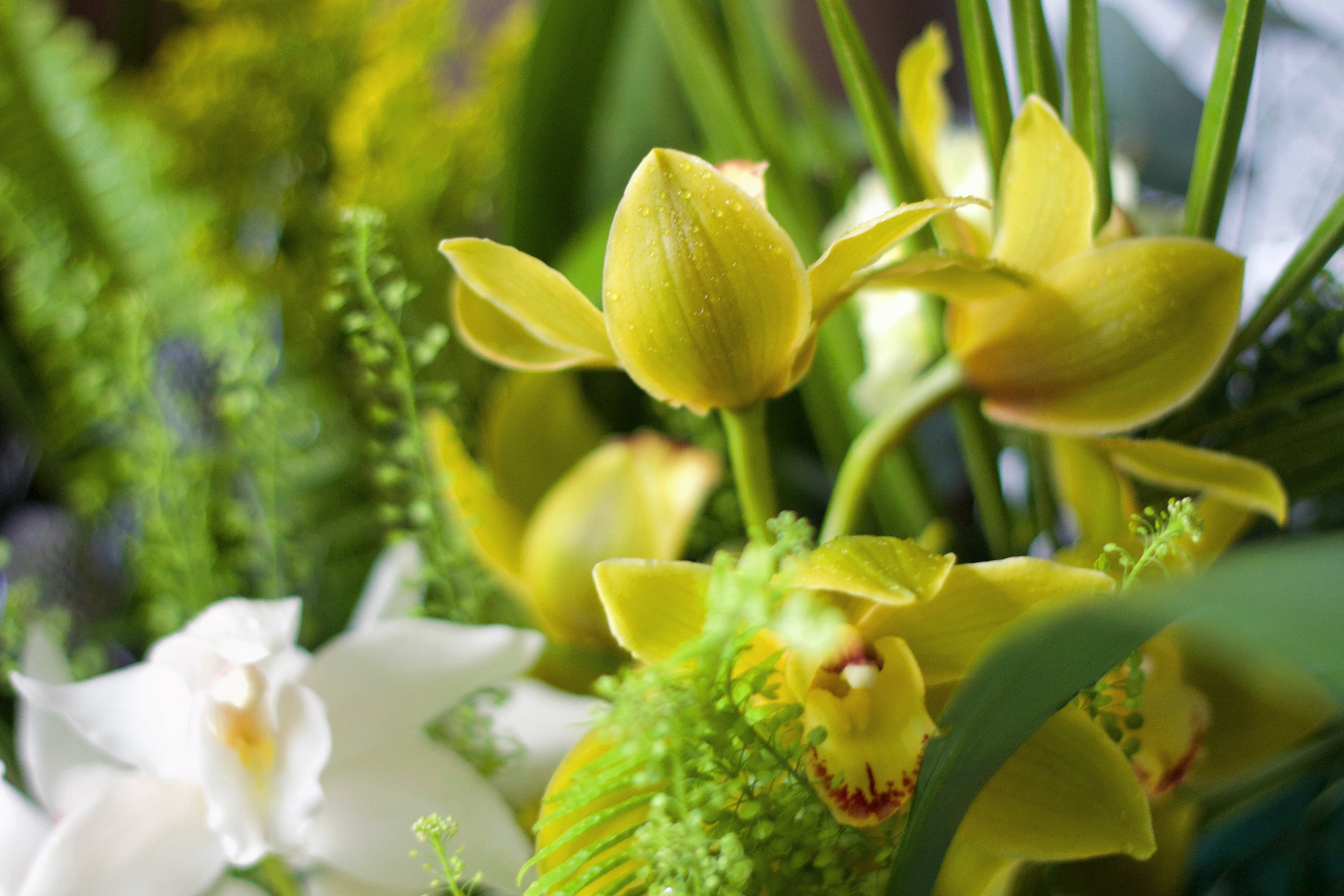 松香蕙兰福禄大花束 Cymbidium Happiness and Rich Bouquet