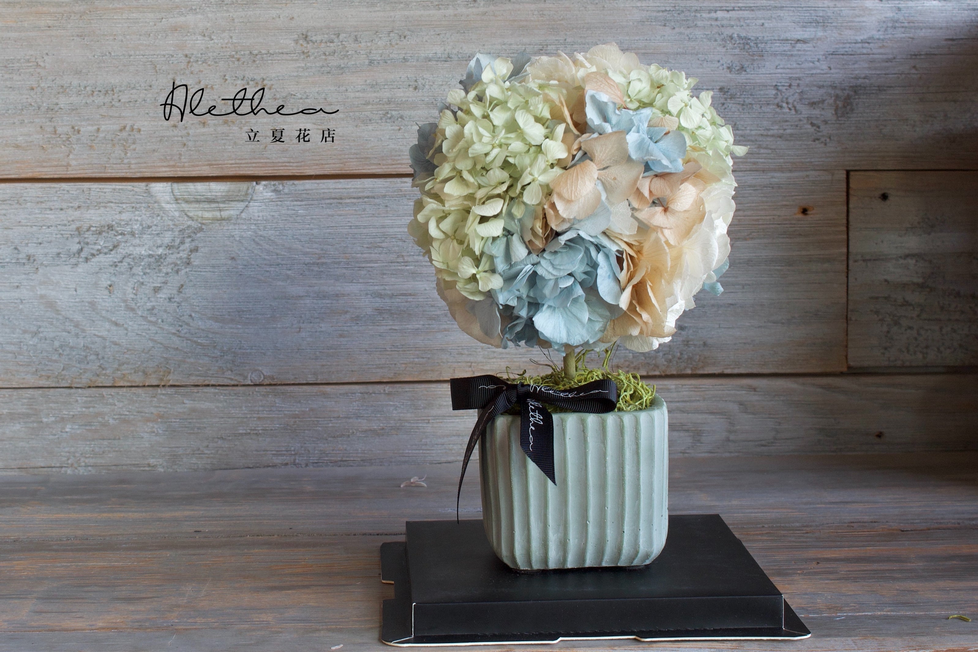 Potted Hydrangea - Baby Blue - Preserved Flower