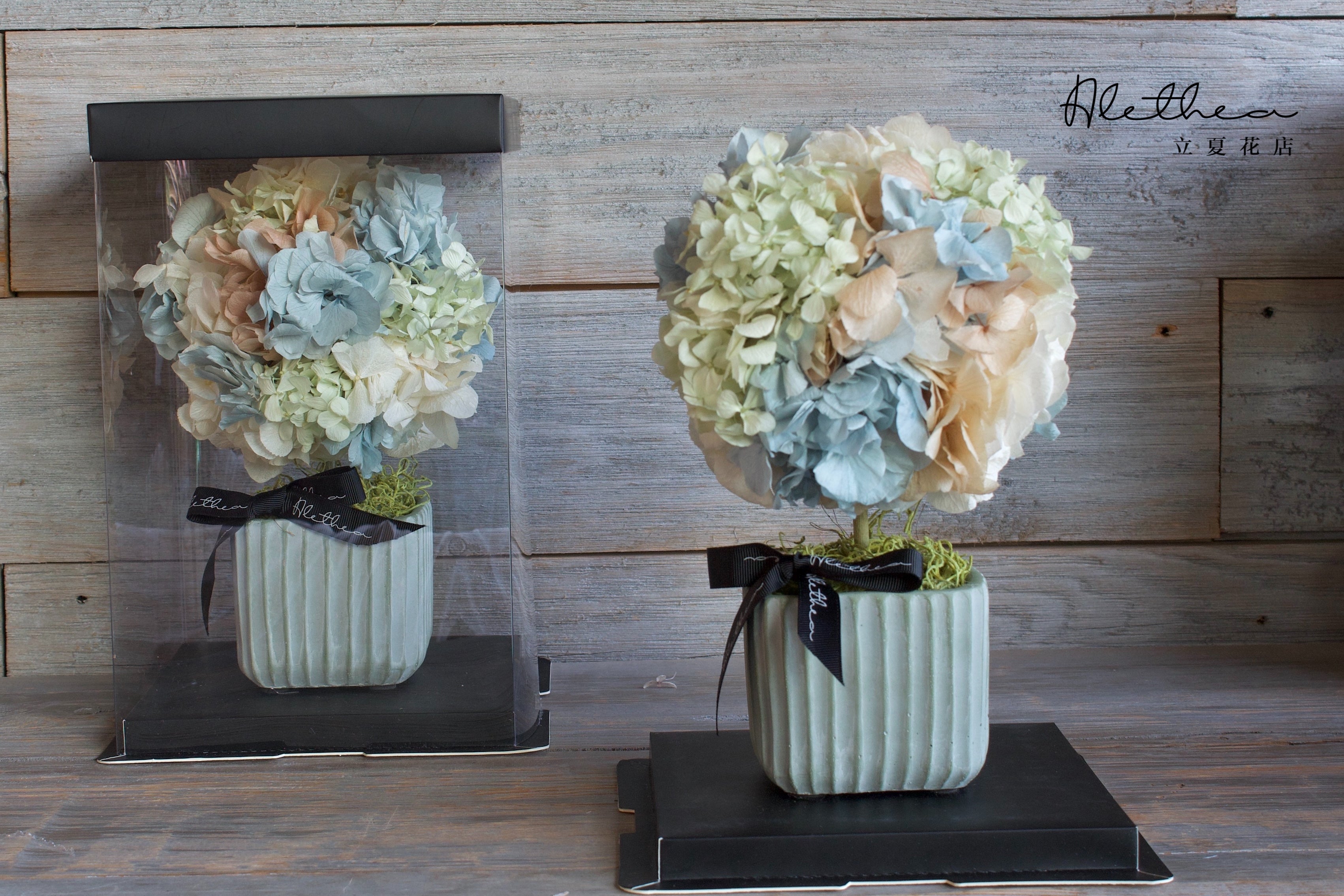 Potted Hydrangea - Baby Blue - Preserved Flower