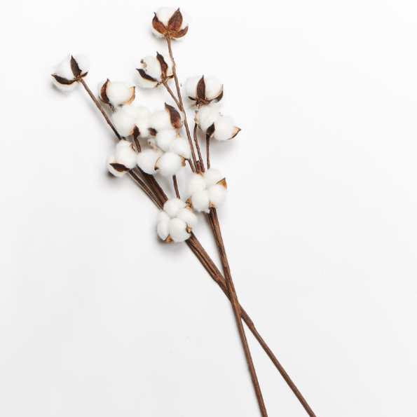 Cotton Flower